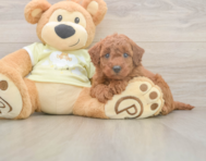 7 week old Mini Goldendoodle Puppy For Sale - Seaside Pups