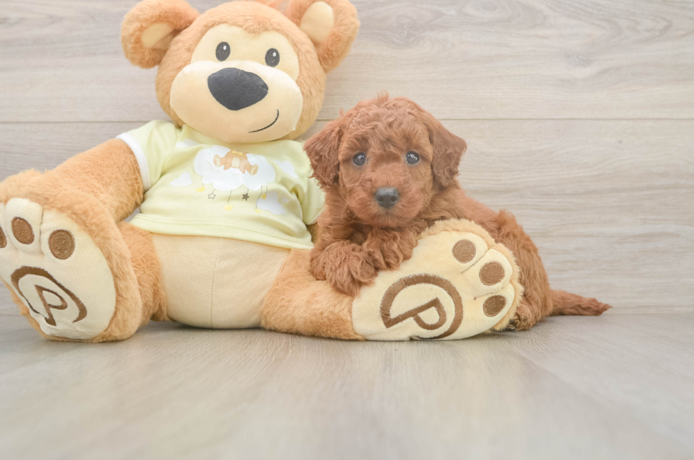 6 week old Mini Goldendoodle Puppy For Sale - Seaside Pups