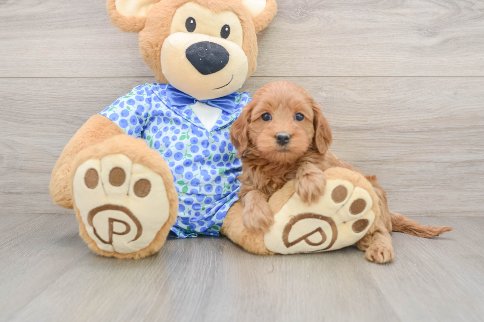Best Mini Goldendoodle Baby