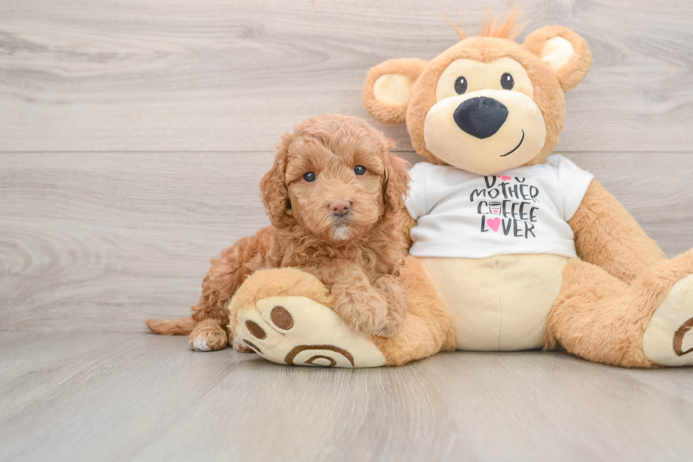 Energetic Golden Doodle Poodle Mix Puppy