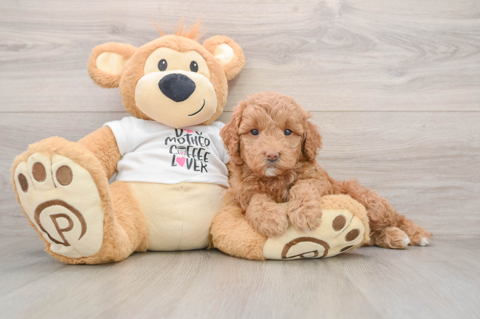 Cute Mini Goldendoodle Baby