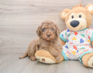 7 week old Mini Goldendoodle Puppy For Sale - Seaside Pups