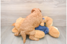 Popular Mini Goldendoodle Poodle Mix Pup