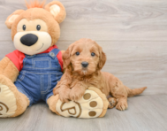 6 week old Mini Goldendoodle Puppy For Sale - Seaside Pups