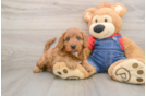 Mini Goldendoodle Pup Being Cute