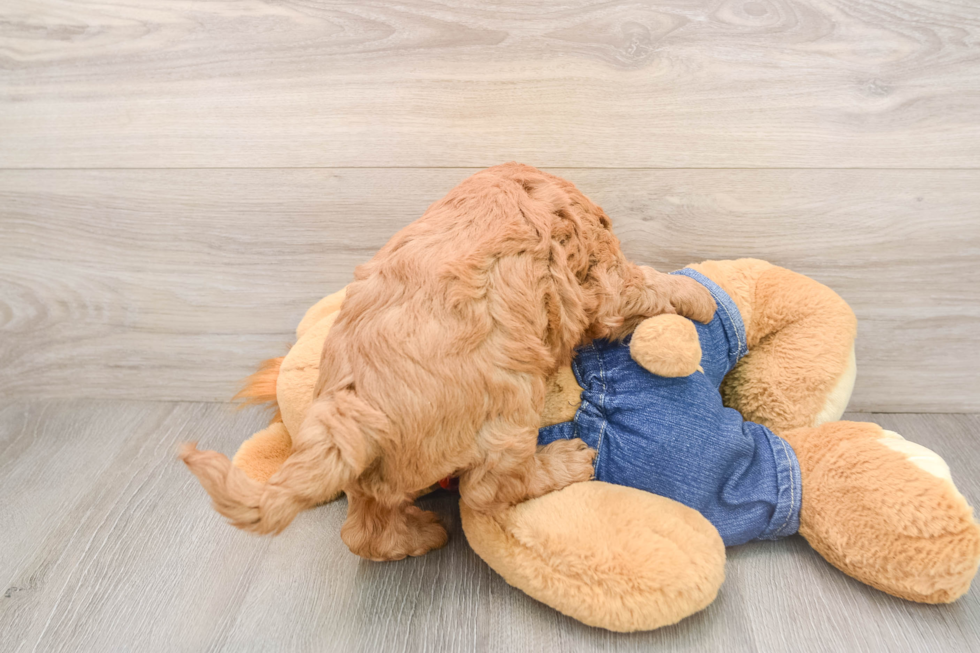 Best Mini Goldendoodle Baby