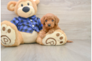 Best Mini Goldendoodle Baby