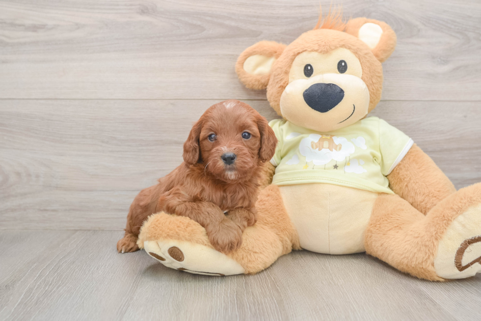 Sweet Mini Goldendoodle Baby