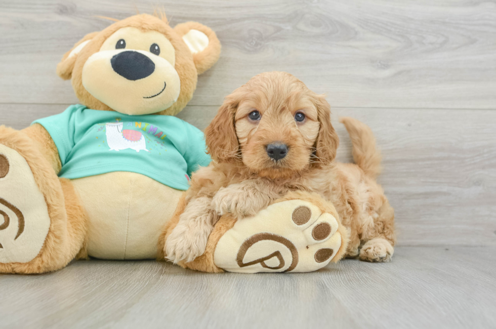 6 week old Mini Goldendoodle Puppy For Sale - Seaside Pups