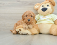 8 week old Mini Goldendoodle Puppy For Sale - Seaside Pups