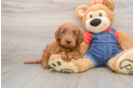Best Mini Goldendoodle Baby