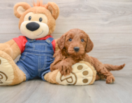 5 week old Mini Goldendoodle Puppy For Sale - Seaside Pups