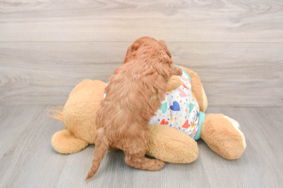 Friendly Mini Goldendoodle Baby