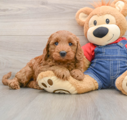 7 week old Mini Goldendoodle Puppy For Sale - Seaside Pups