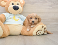 7 week old Mini Goldendoodle Puppy For Sale - Seaside Pups