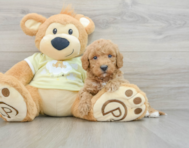 6 week old Mini Goldendoodle Puppy For Sale - Seaside Pups