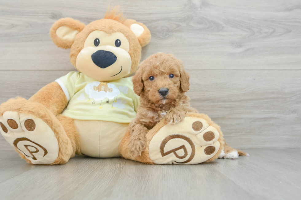 Funny Mini Goldendoodle Poodle Mix Pup