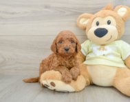 8 week old Mini Goldendoodle Puppy For Sale - Seaside Pups