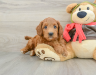 7 week old Mini Goldendoodle Puppy For Sale - Seaside Pups