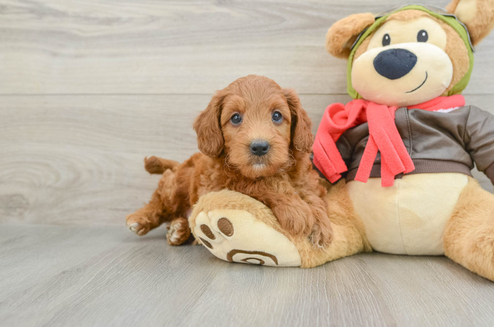 6 week old Mini Goldendoodle Puppy For Sale - Seaside Pups