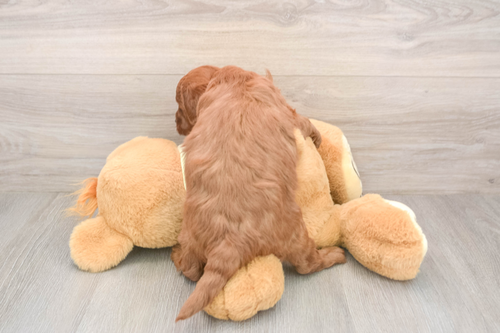 Best Mini Goldendoodle Baby