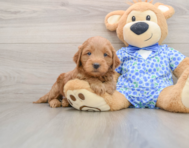 7 week old Mini Goldendoodle Puppy For Sale - Seaside Pups