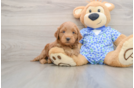Best Mini Goldendoodle Baby