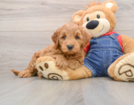 6 week old Mini Goldendoodle Puppy For Sale - Seaside Pups