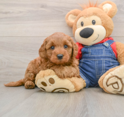 7 week old Mini Goldendoodle Puppy For Sale - Seaside Pups