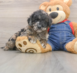 7 week old Mini Goldendoodle Puppy For Sale - Seaside Pups