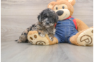 Mini Goldendoodle Pup Being Cute