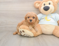 7 week old Mini Goldendoodle Puppy For Sale - Seaside Pups