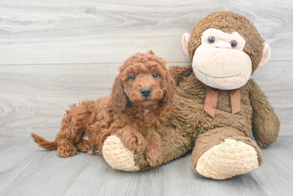 Best Mini Goldendoodle Baby