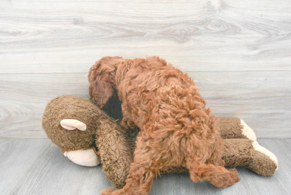 Popular Mini Goldendoodle Poodle Mix Pup