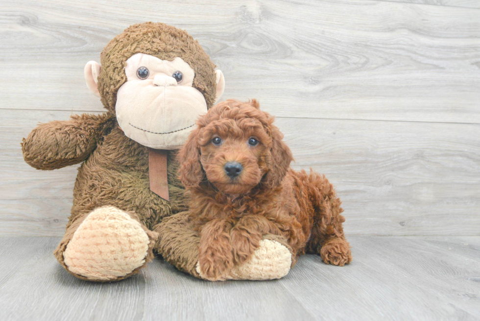 Mini Goldendoodle Puppy for Adoption