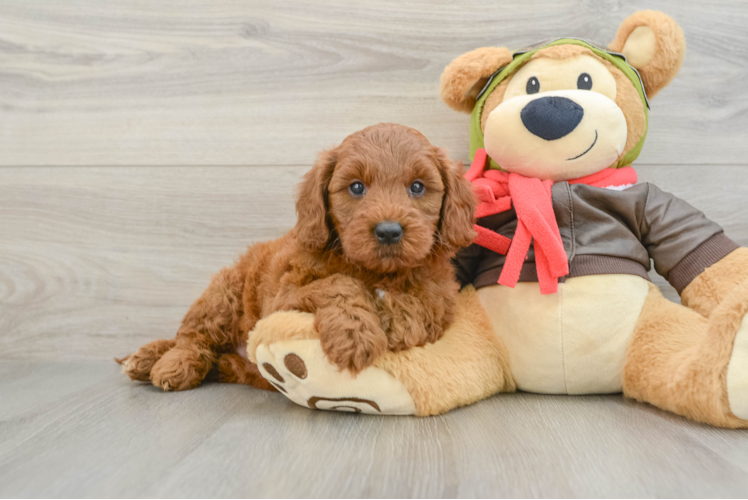 Mini Goldendoodle Pup Being Cute