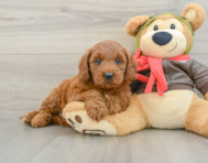 7 week old Mini Goldendoodle Puppy For Sale - Seaside Pups