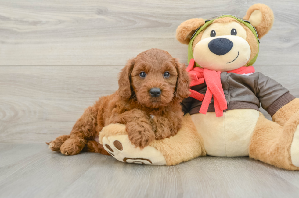 6 week old Mini Goldendoodle Puppy For Sale - Seaside Pups