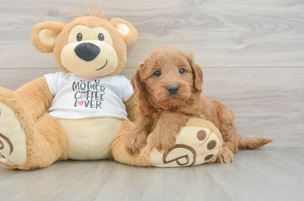5 week old Mini Goldendoodle Puppy For Sale - Seaside Pups