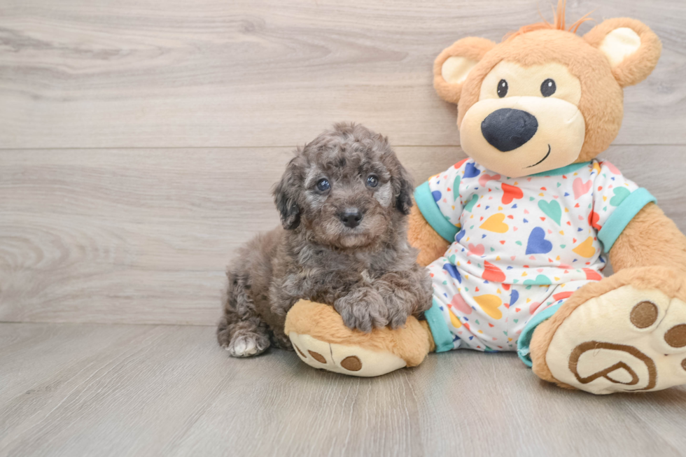 Petite Mini Goldendoodle Poodle Mix Pup