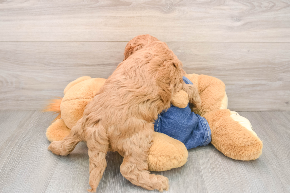 Mini Goldendoodle Pup Being Cute