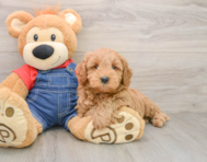 6 week old Mini Goldendoodle Puppy For Sale - Seaside Pups