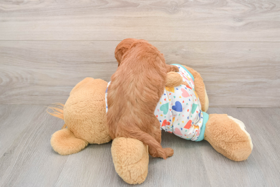 Best Mini Goldendoodle Baby