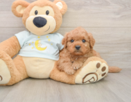 7 week old Mini Goldendoodle Puppy For Sale - Seaside Pups