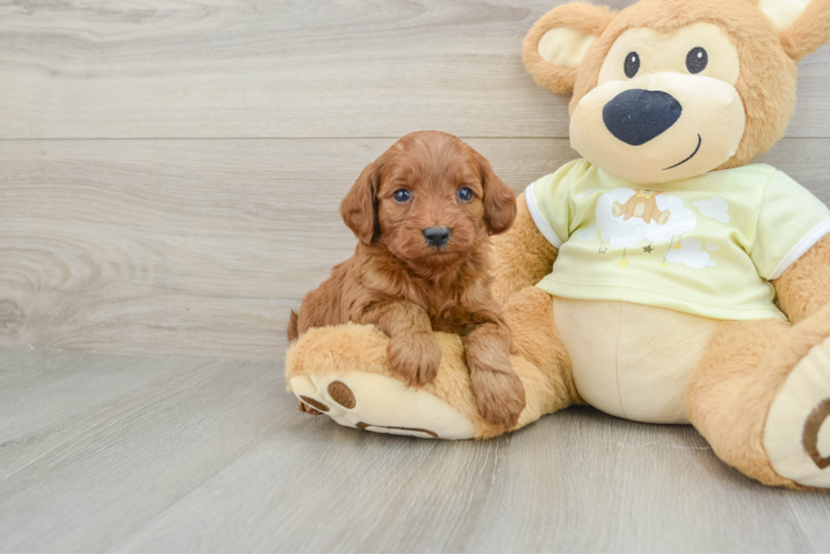 Small Mini Goldendoodle Baby