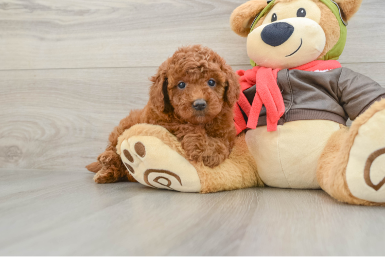 Best Mini Goldendoodle Baby