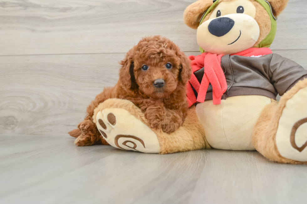 6 week old Mini Goldendoodle Puppy For Sale - Seaside Pups