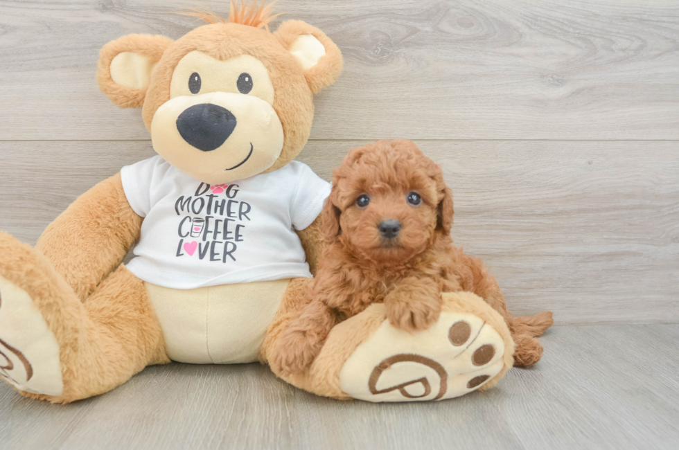 5 week old Mini Goldendoodle Puppy For Sale - Seaside Pups