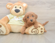 7 week old Mini Goldendoodle Puppy For Sale - Seaside Pups