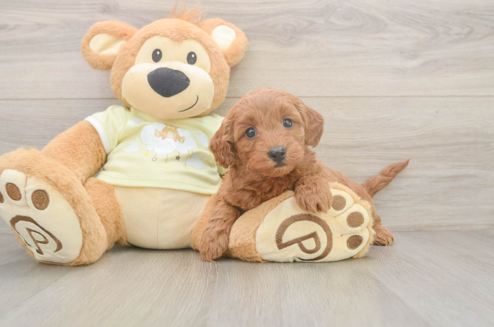 6 week old Mini Goldendoodle Puppy For Sale - Seaside Pups